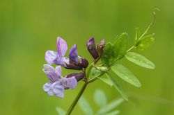 Zaunwicke, Vicia sepium