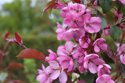 rosarote Blüten Wildobstbaum
