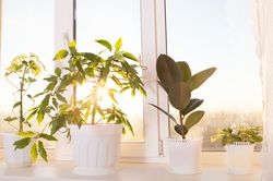 Green plant in a modern home, Pflanzen für gute Raumluft
