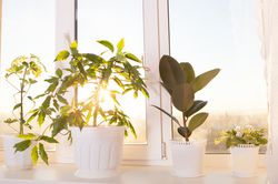 Green plant in a modern home, Pflanzen fr gute Raumluft