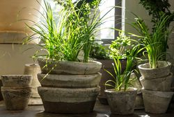 Green plants in old clay pots Zimmerpflanzen Sonne