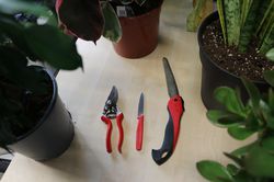Zimmerpflanzen schneiden benötigte Utensilien scharfes Messer, saubere Gartenschere, Säge