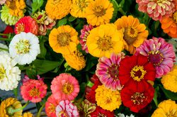 Zinnien, Zinnia elegans, bunte Sommerblumen Blumen Samen