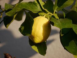 Zitronenbaum gieen Lubera