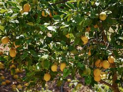 Zitronenbaum pflanzen Lubera