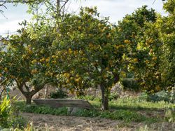Citrus limon pflanzen