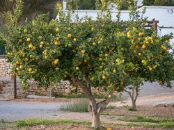 Worauf ist bei der Wahl der Erde für den Zitronenbaum zu achten?