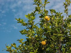 Zitronenbaum verliert Blätter - was tun?