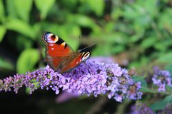 Buddleja davidii 