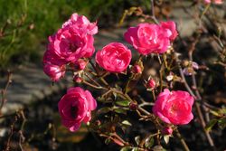 Zwergrose, Minirose, Pixabay, Zwergrosen pflanzen und pflegen