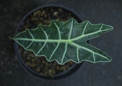 Alocasia kaufen, Alokasie, Pixabay, Lubera, Zimmerpflanze