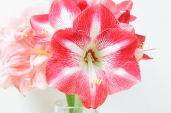 Amaryllis Pflege im Glas.