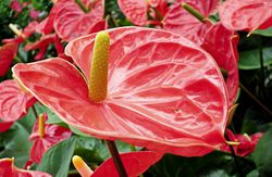 Anthurium Zimmerpflanze Flamingoblume Lubera Pixabay