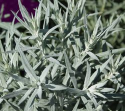 Artemisia Wermut Pflanzen Beifuss