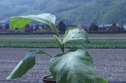 Aubergine veredeln, Solanum melongena, Eierfrucht, Galine