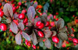 Berberitze lubera pixabay berberis vulgaris