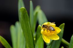 Blumenzwiebeln für Bienen Lubera