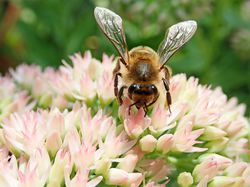 >Insektenfreundliche Stauden: Ein Blütenmeer für Insekten, Bienen, Schmetterlinge und Hummeln pflanzen