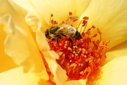 Bienenrose Lubera Bienenrosen bienenfreundliche Rosen