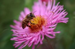 Bienenfreundliche Stauden kaufen Lubera Online Shop