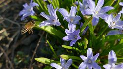 Blaustern kaufen (Scilla) Lubera