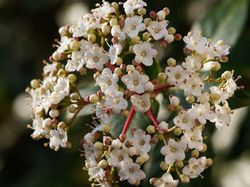 Viburnum tinus Mittelmeerschneeball Lubera