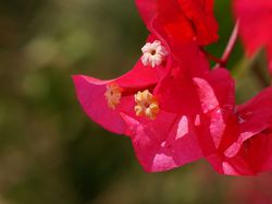 Bougainvillea Pflege: gieen, umtopfen, Standort, Rankhilfe