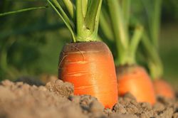 Karotten Samen kaufen im Luberashop