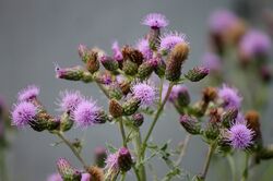 Zeigerpflanzen, Acker-Kratzdistel, Cirsium arvense, Ackerdistel