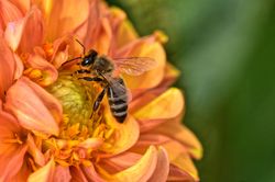 Dahlien bienenfreundlich, Lubera