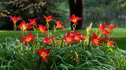 Taglilien Hemerocallis