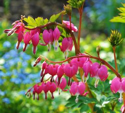 Herzblume Dicentra