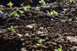 Gartenboden, Gartenerde, Garten Erde, Garten Boden, kalkhaltiger boden