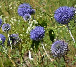 Kugeldistel kaufen