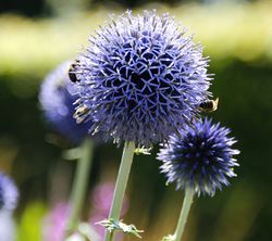 Kugeldistel kaufen