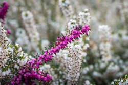 Erica darleyensis pixabay, winterblühende heide