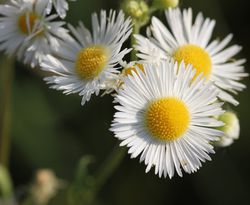 Erigeron