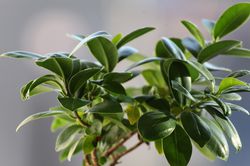 Ficus microcarpa Zimmerpflanze Lubera Pixabay Chinesische Feige Lorbeer-Feige Indischer Lorbeer 