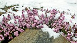 Heidekraut, Winter, Herbst, Calluna, winterblhende heide kaufen