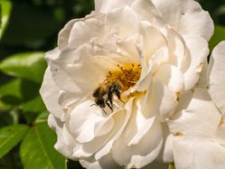 Bienenrosen Lubera bienenfreundliche Rosen
