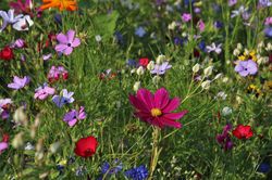 Wildblumen, Wildblumen Samen