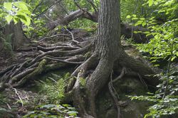 Optimismus Hoffnung Resilienz Arbeit Baum mit Wurzeln