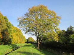 Esche kaufen, fraxinus excelsior, Gemeine Esche