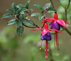 Fuchsia Pflanze