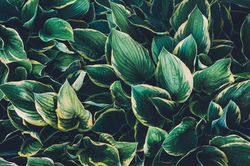 >Hosta pflanzen – Pflege, Sorten und wann pflanzen?