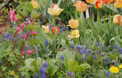 Blumenzwiebeln kaufen, Frhblher pixabay