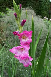 Gladiole