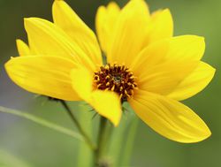 Helianthus Staudensonnenblume