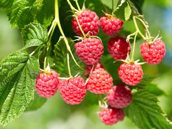 Himbeeren Rankhilfe selber bauen Lubera