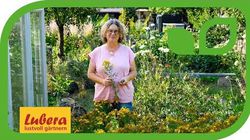 Anja und Andreas, Gartenvideo, Johanniskrautöl selber machen